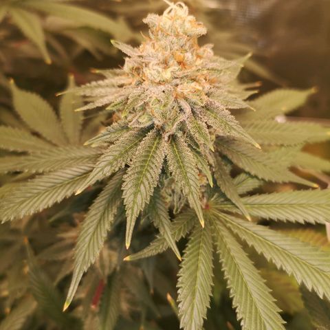 white wedding growlog timeline photo