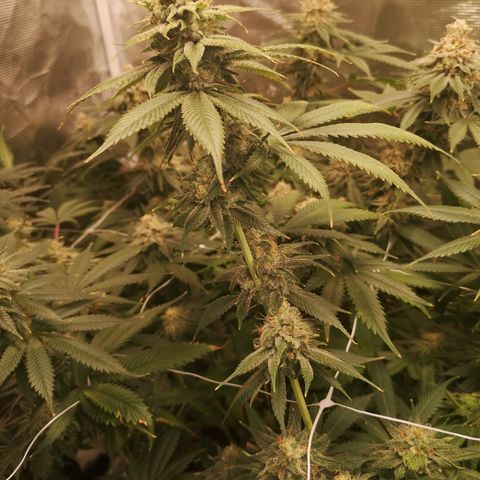 Runtz s1 growlog timeline photo