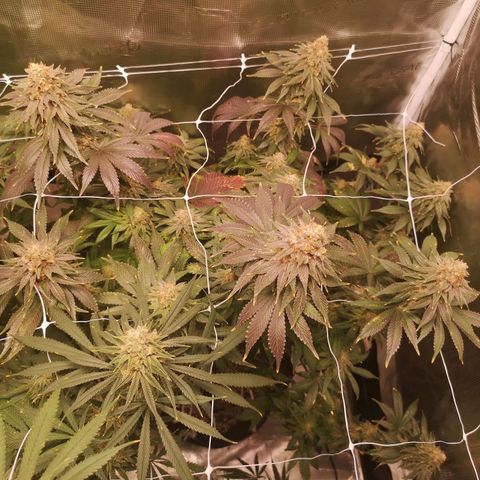 Cherry gar see ya growlog timeline photo
