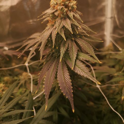 Cherry gar see ya growlog timeline photo