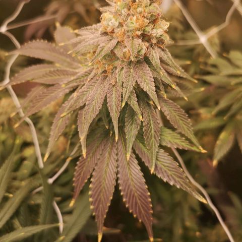 Cherry gar see ya growlog timeline photo