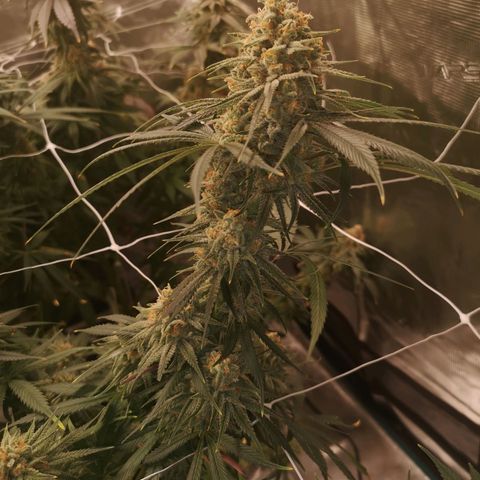 Critical pk growlog timeline photo