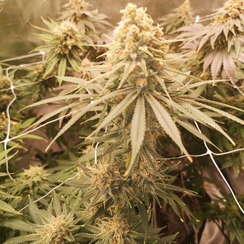 Critical pk growlog timeline photo