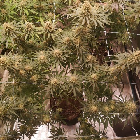 Critical pk growlog timeline photo