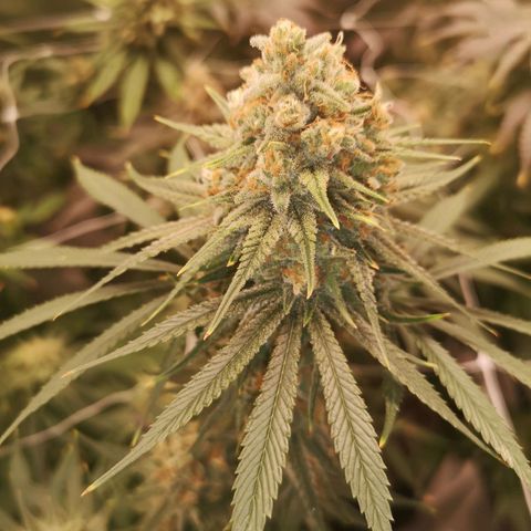 Critical pk growlog timeline photo