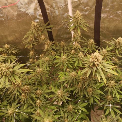 Cheezy poofs growlog timeline photo