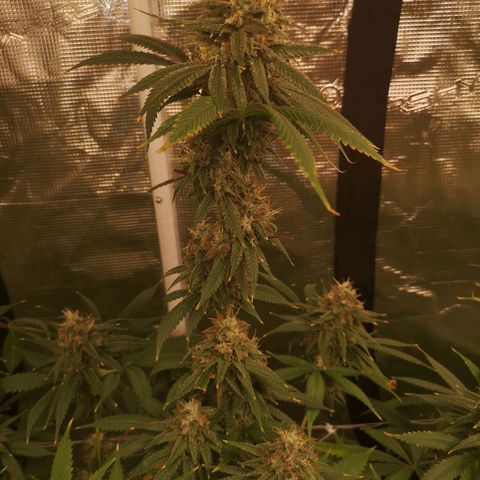 Cheezy poofs growlog timeline photo