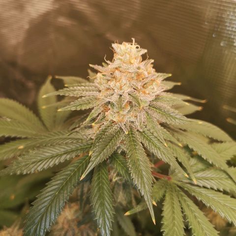white wedding growlog timeline photo