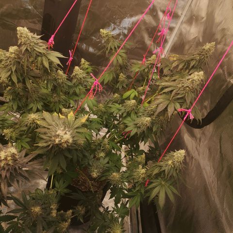 GMO cookies growlog timeline photo