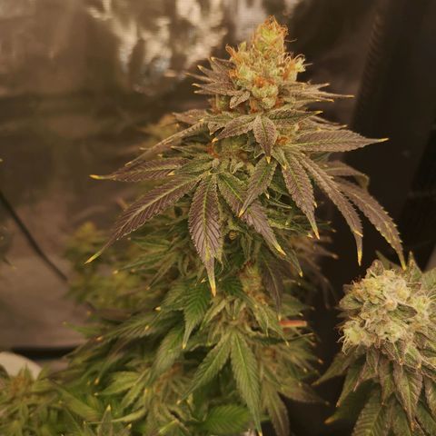 Cotton candy cookies growlog timeline photo