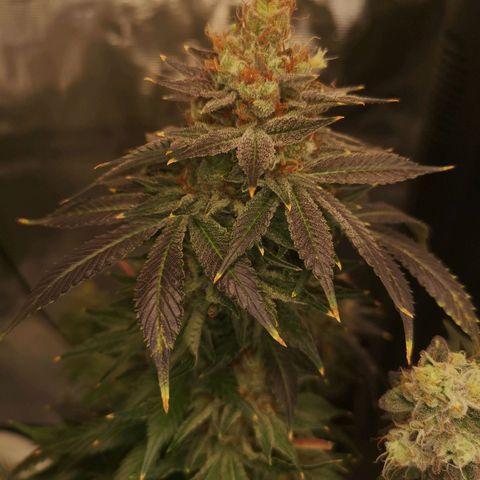 Cotton candy cookies growlog timeline photo