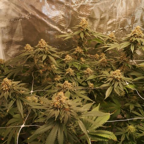 white wedding growlog timeline photo