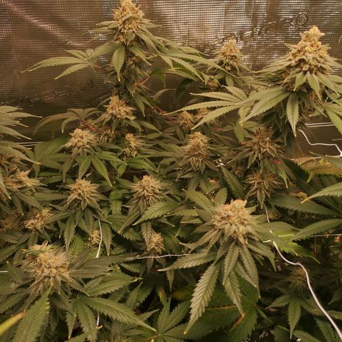 white wedding growlog timeline photo
