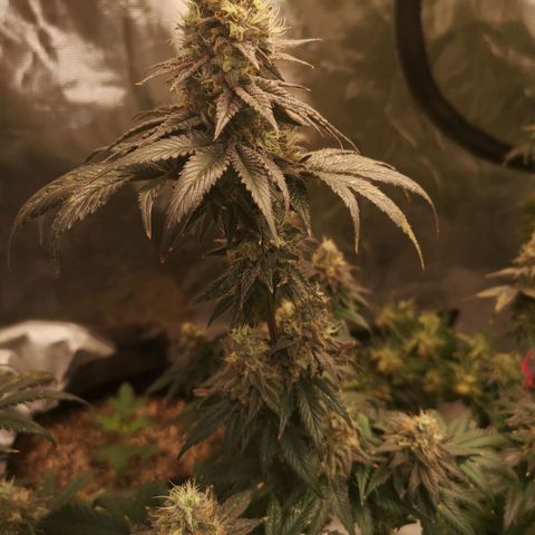 10th planet 2nd run growlog timeline photo