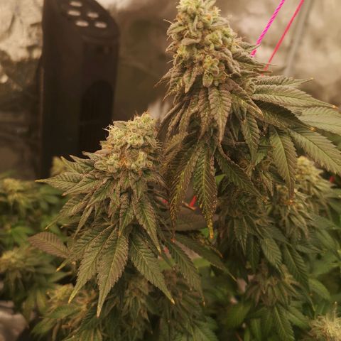 GMO cookies growlog timeline photo