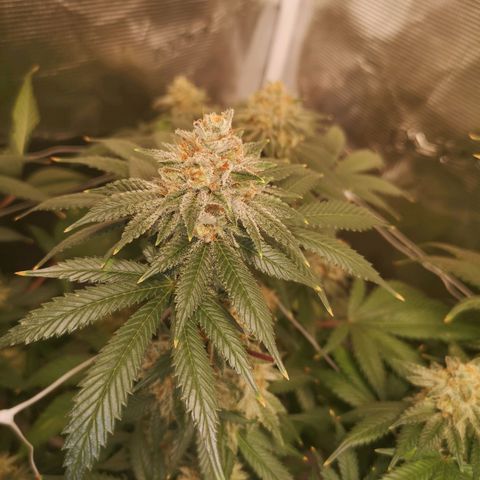 white wedding growlog timeline photo