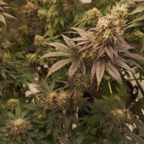 10th planet 2nd run growlog timeline photo