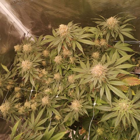 white wedding growlog timeline photo