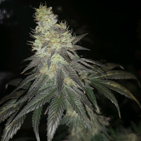 10th planet 2nd run growlog timeline photo