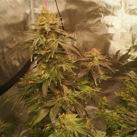 Cotton candy cookies growlog timeline photo