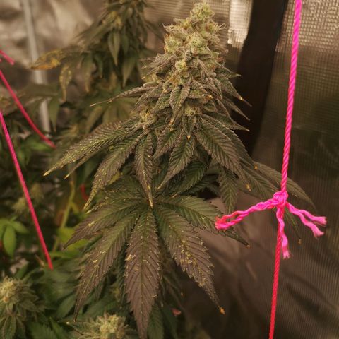 GMO cookies growlog timeline photo