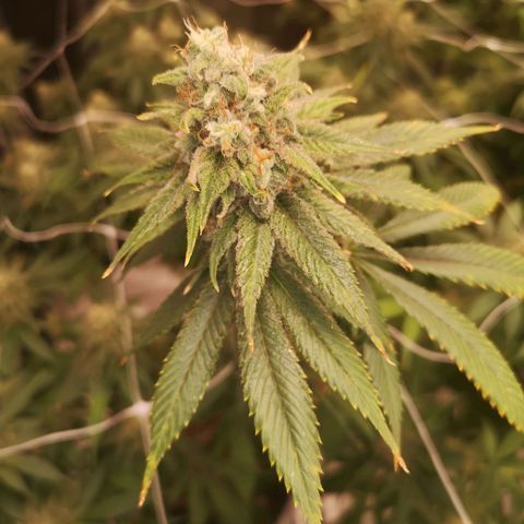 Runtz s1 growlog timeline photo
