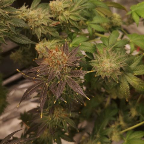 Cotton candy cookies growlog timeline photo