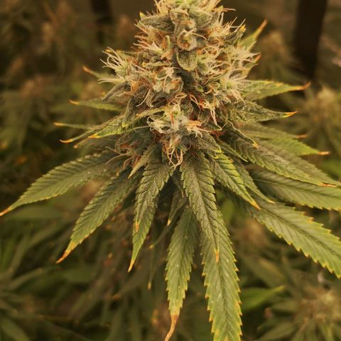 Cheezy poofs growlog timeline photo