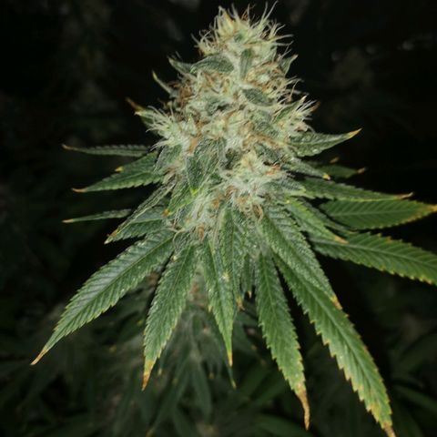 Cheezy poofs growlog timeline photo