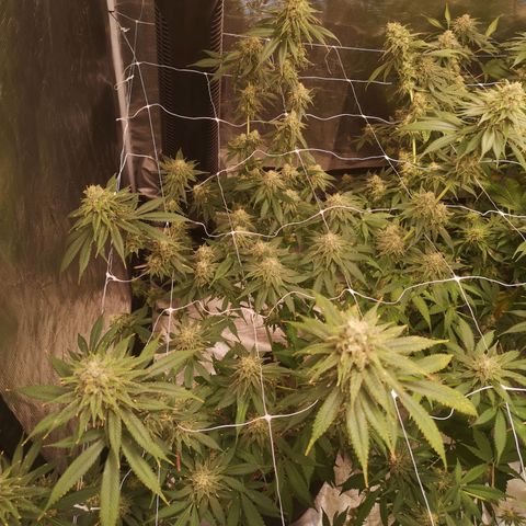 Runtz s1 growlog timeline photo