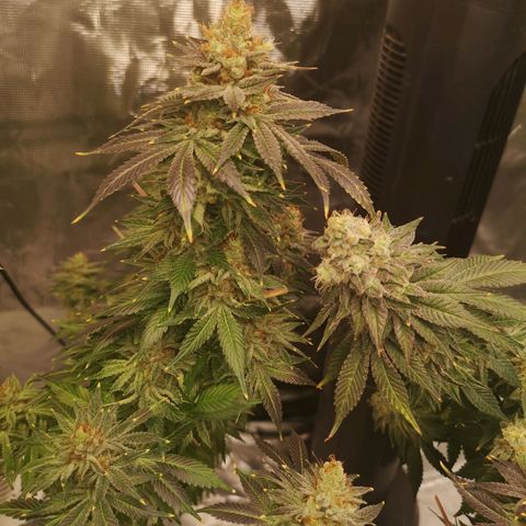 Cotton candy cookies growlog timeline photo
