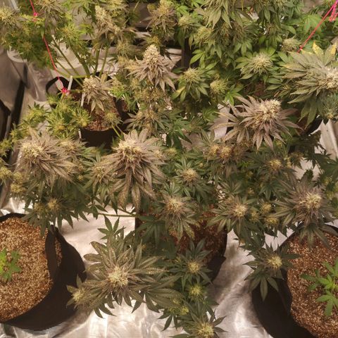 10th planet 2nd run growlog timeline photo
