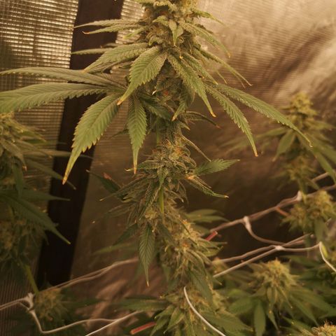 Runtz s1 growlog timeline photo