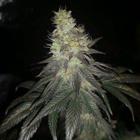 10th planet 2nd run growlog timeline photo