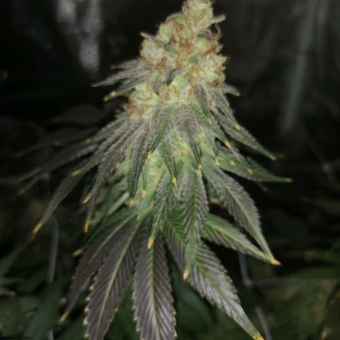 Cherry gar see ya growlog timeline photo