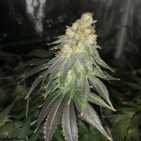 Cherry gar see ya growlog timeline photo