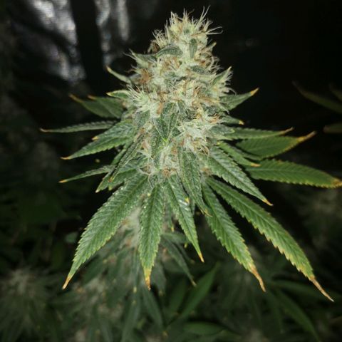 Cheezy poofs growlog timeline photo