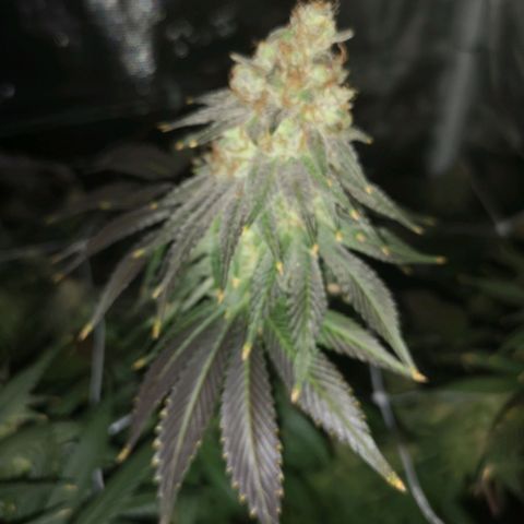 Cherry gar see ya growlog timeline photo