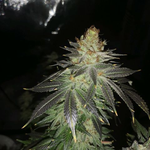 Cotton candy cookies growlog timeline photo