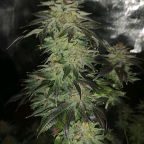 Cotton candy cookies growlog timeline photo