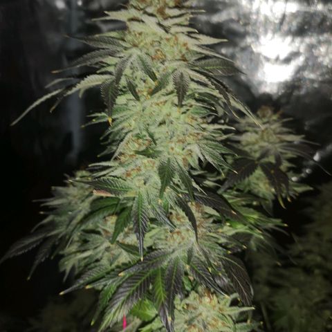 Cotton candy cookies growlog timeline photo