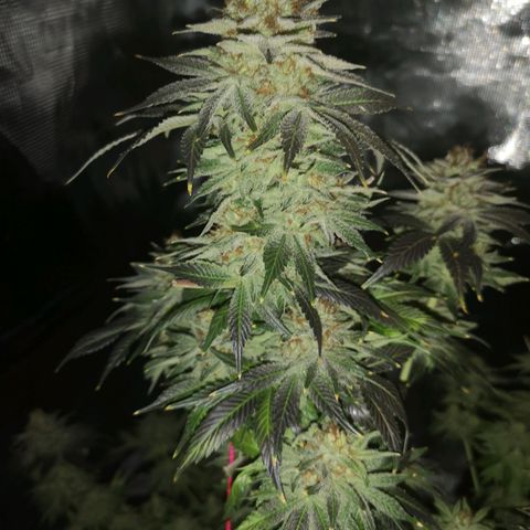 Cotton candy cookies growlog timeline photo