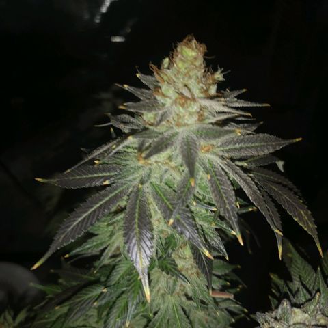 Cotton candy cookies growlog timeline photo