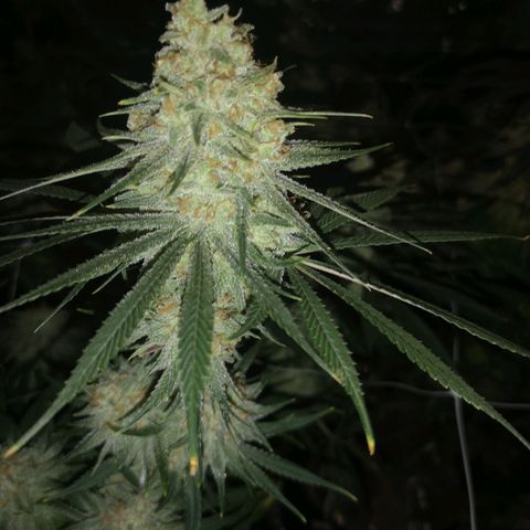 Critical pk growlog timeline photo