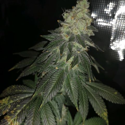 GMO cookies growlog timeline photo