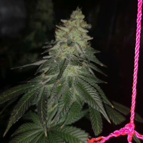 GMO cookies growlog timeline photo