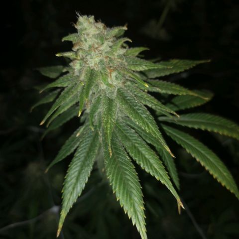 Runtz s1 growlog timeline photo