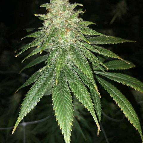Runtz s1 growlog timeline photo
