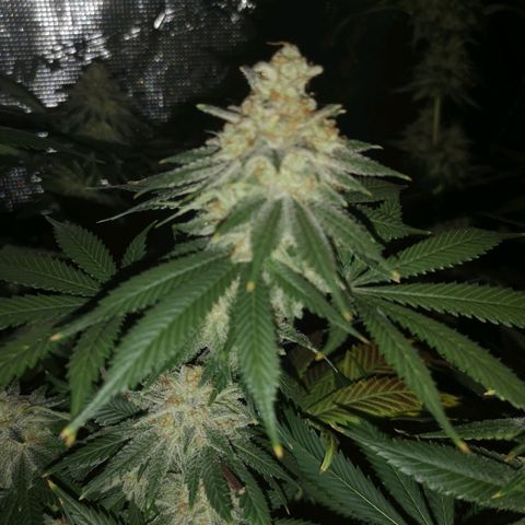 white wedding growlog timeline photo