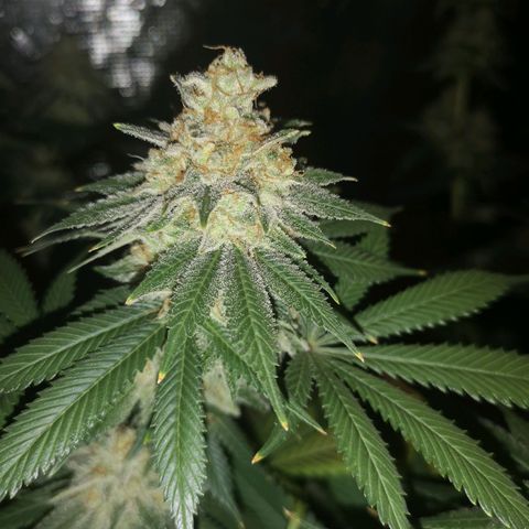white wedding growlog timeline photo